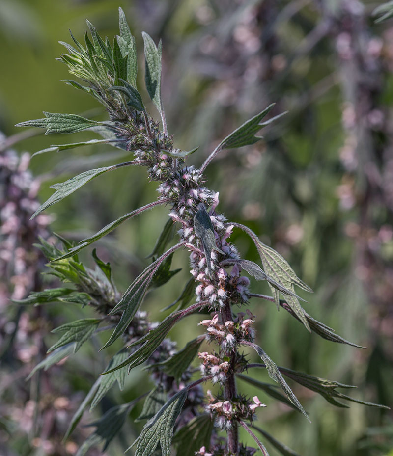 Изображение особи Leonurus quinquelobatus.