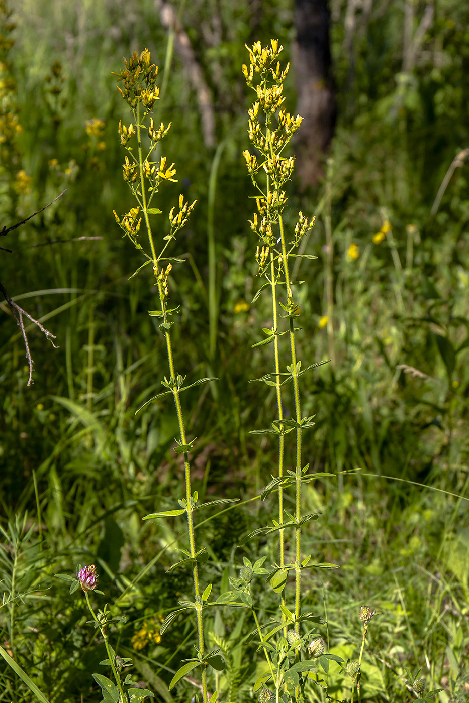 Image of Hypericum hirsutum specimen.