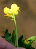 Ranunculus talassicus