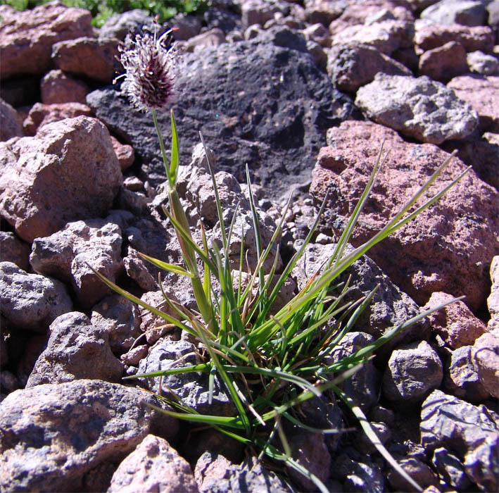 Image of Alopecurus dasyanthus specimen.