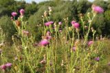 Carduus crispus