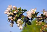 Malus domestica. Верхушка ветви с распускающимися соцветиями. Московская обл., г. Железнодорожный, в культуре. 12.05.2020.