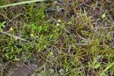 Ranunculus flammula