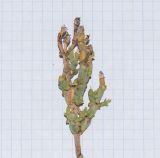 genus Brownanthus