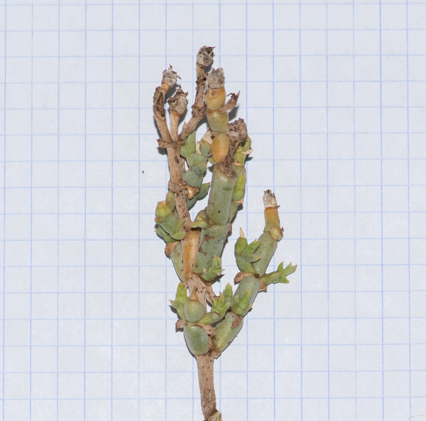 Изображение особи род Brownanthus.