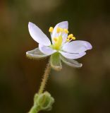 Spergularia media