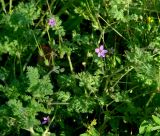 Erodium cicutarium