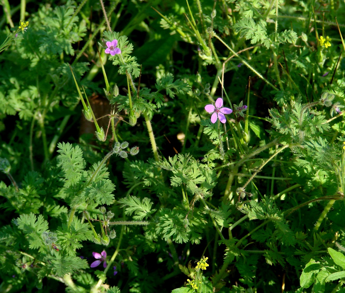 Изображение особи Erodium cicutarium.