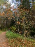 genus Crataegus. Плодоносящее растение в осенней окраске. Московская обл., г. Дубна, лесопарк, окр. пика Тяпкина. 29.09.2020.