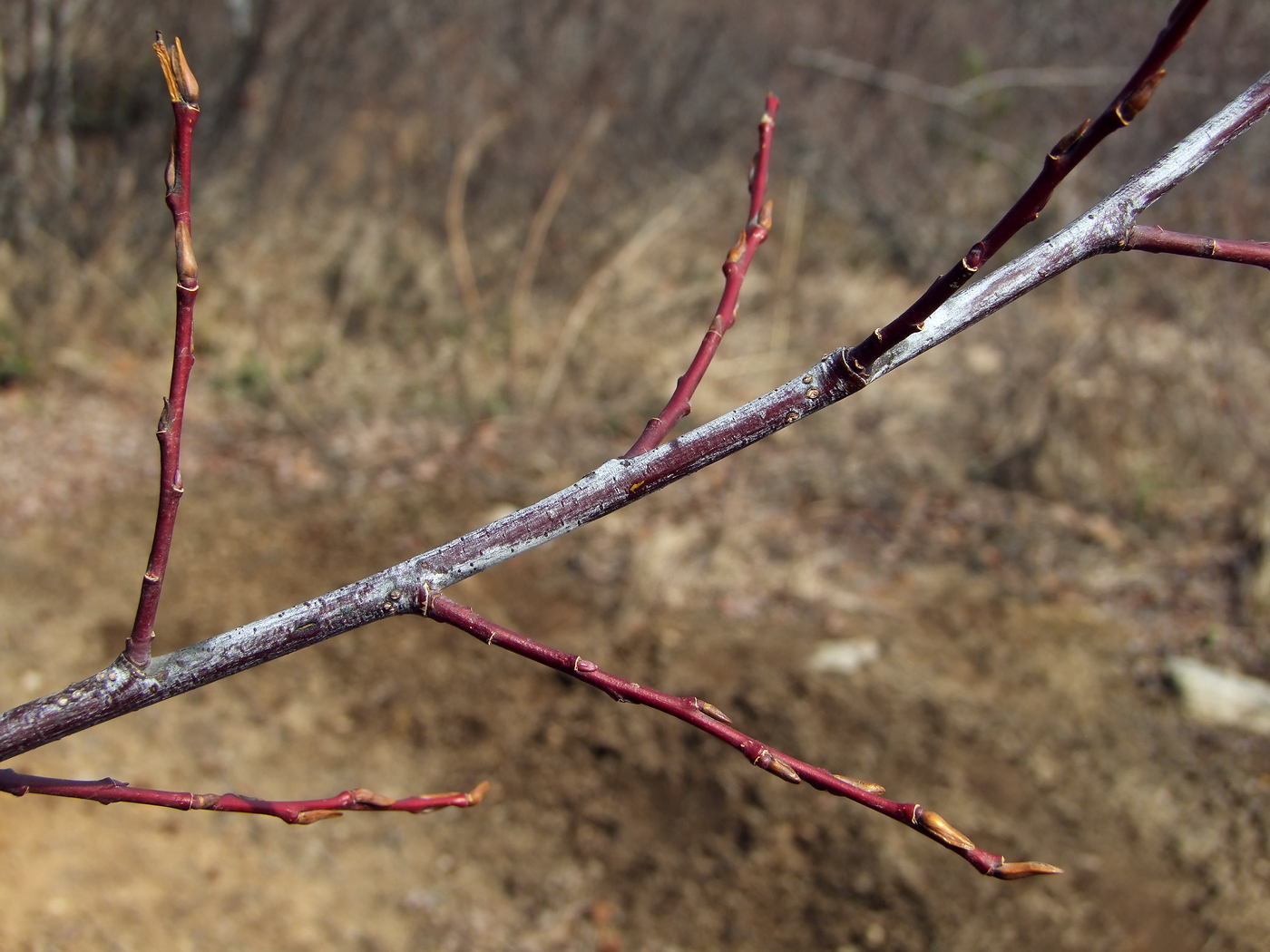 Image of Salix rorida specimen.