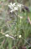 Silene tatarica. Верхушка цветущего растения. Архангельская обл., г. Северодвинск, о. Ягры. 23.08.2010.