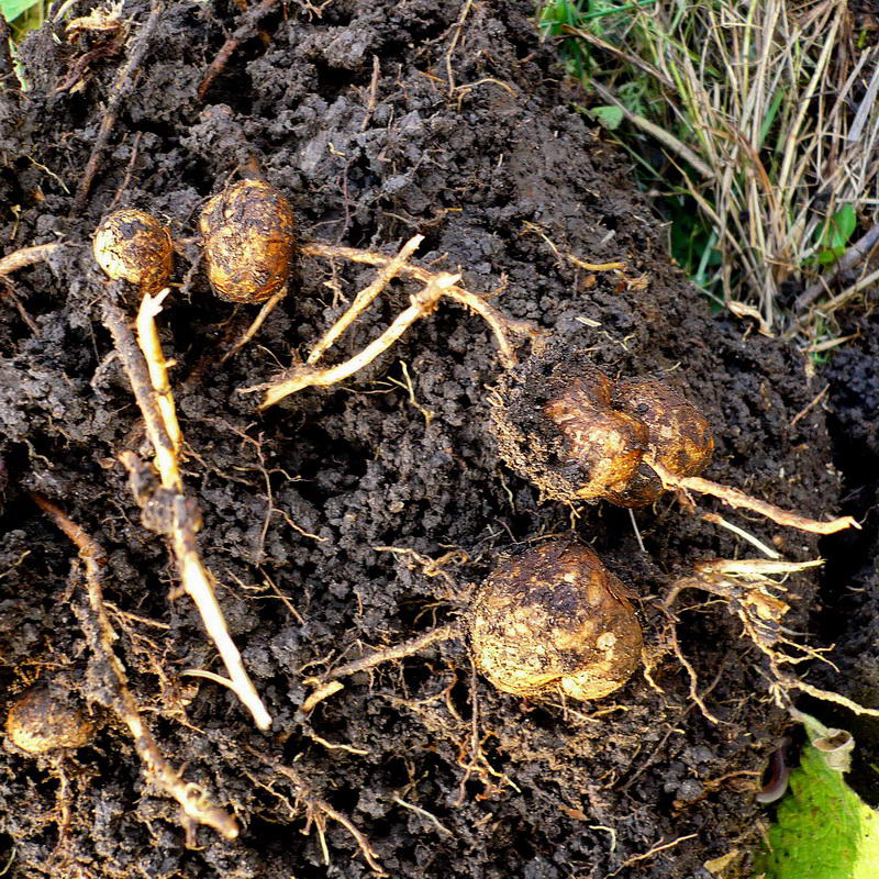 Image of Phlomoides tuberosa specimen.