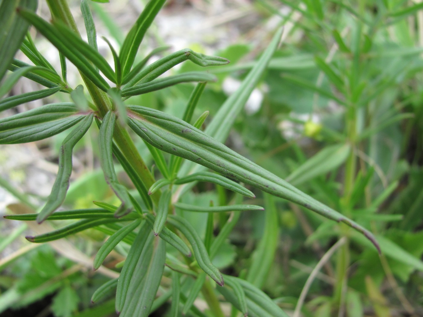 Изображение особи Dracocephalum ruyschiana.