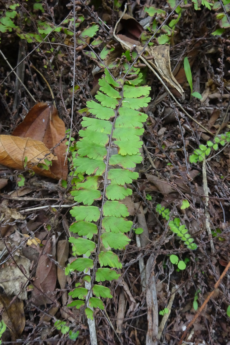 Изображение особи Adiantum incisum.