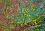 Euphorbia seguieriana. Верхушки побегов с соцветиями. Астраханская обл., Харабалинский р-н, берег р. Ашулук, сухой склон. 21.08.2020.