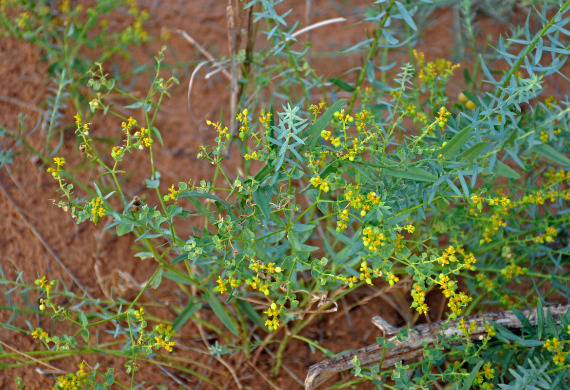 Изображение особи Euphorbia seguieriana.