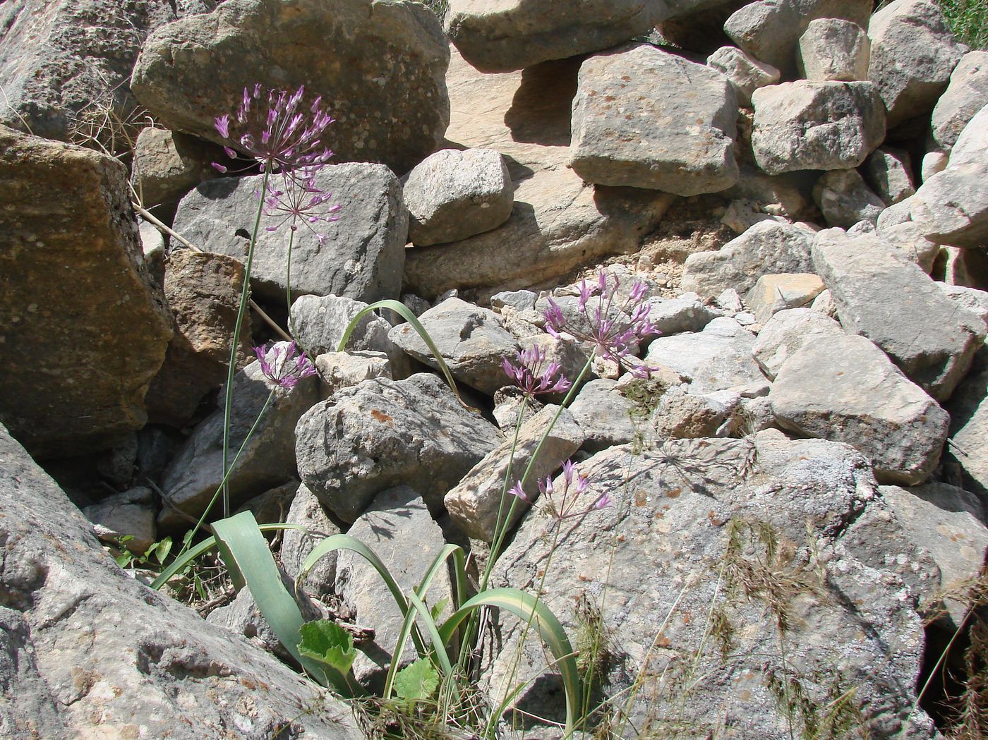 Image of Allium cupuliferum specimen.