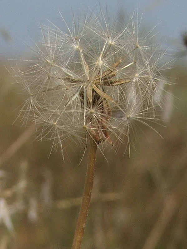 Изображение особи Taraxacum salsum.