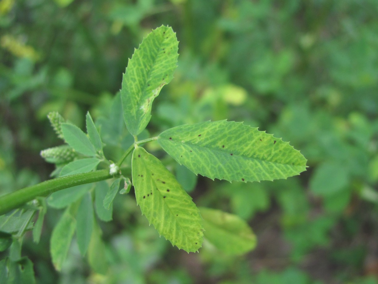 Изображение особи Melilotus officinalis.