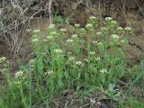 Microthlaspi perfoliatum