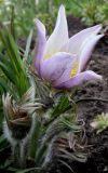 Pulsatilla multifida