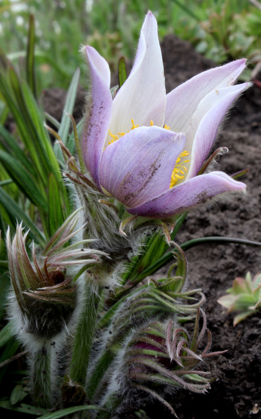 Изображение особи Pulsatilla multifida.