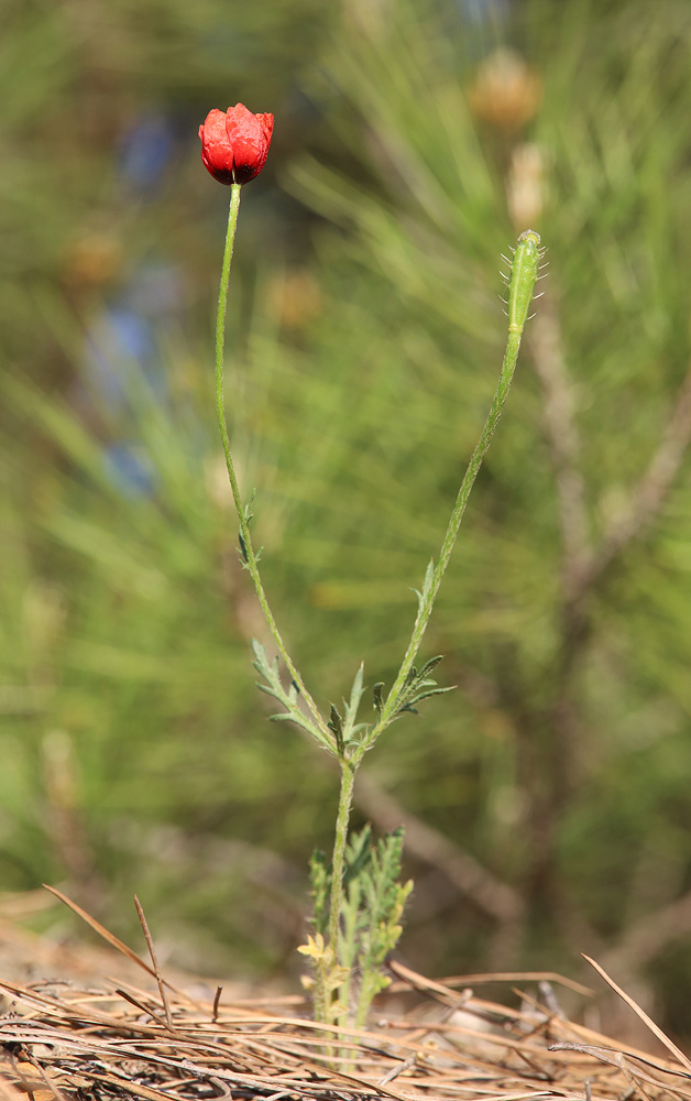 Image of Papaver minus specimen.