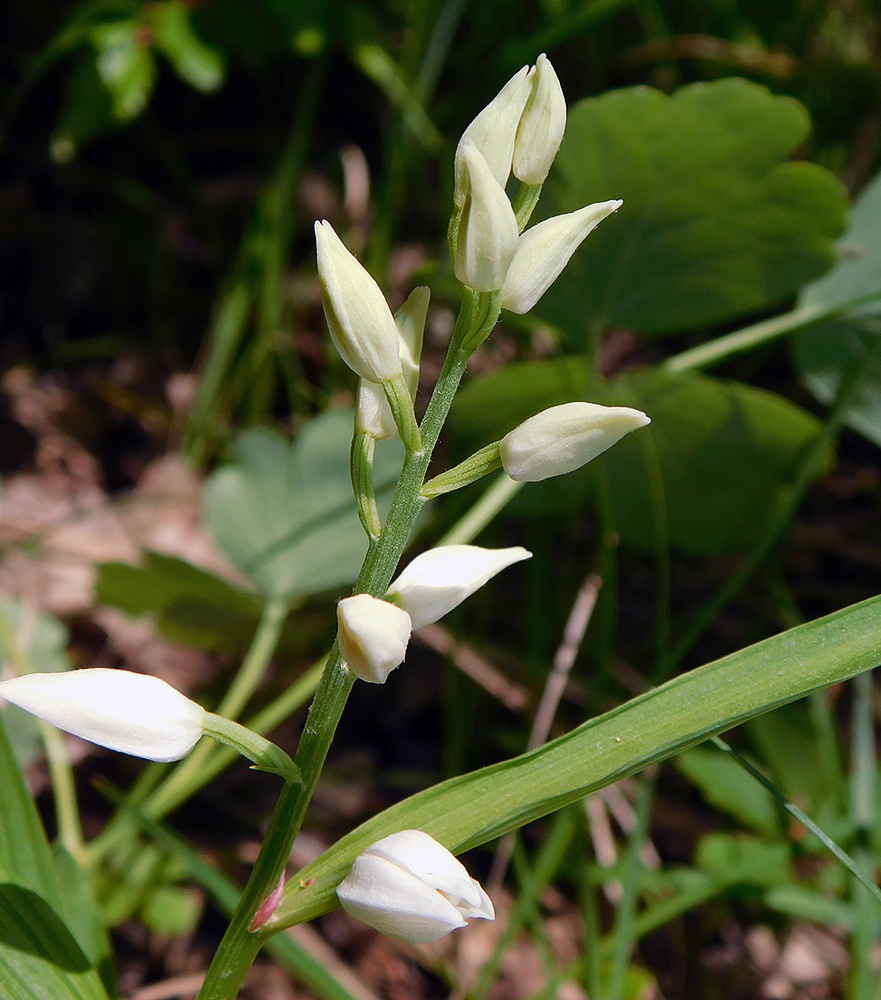 Image of Cephalanthera longifolia specimen.