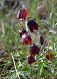 Fritillaria ruthenica. Верхушки побегов с соцветиями. Самарская обл., Ставропольский р-н, окр. с. Жигули, Молодецкий курган, луговой склон. 03.05.2021.