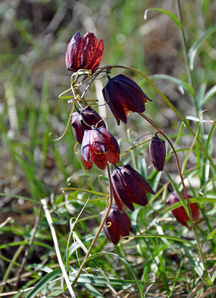 Изображение особи Fritillaria ruthenica.