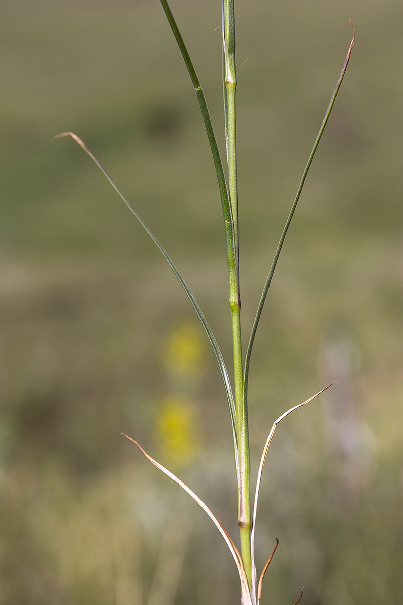 Image of Eremogone longifolia specimen.