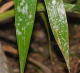 Tillandsia fendleri