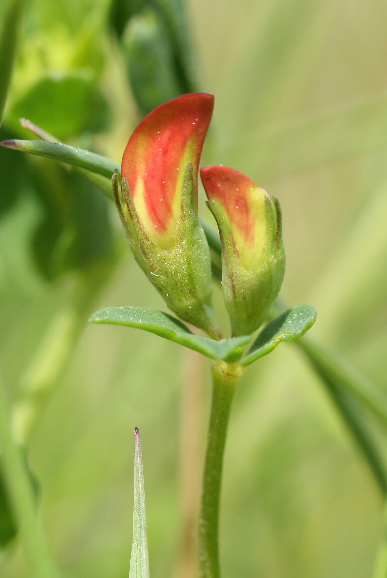 Image of Lotus ruprechtii specimen.