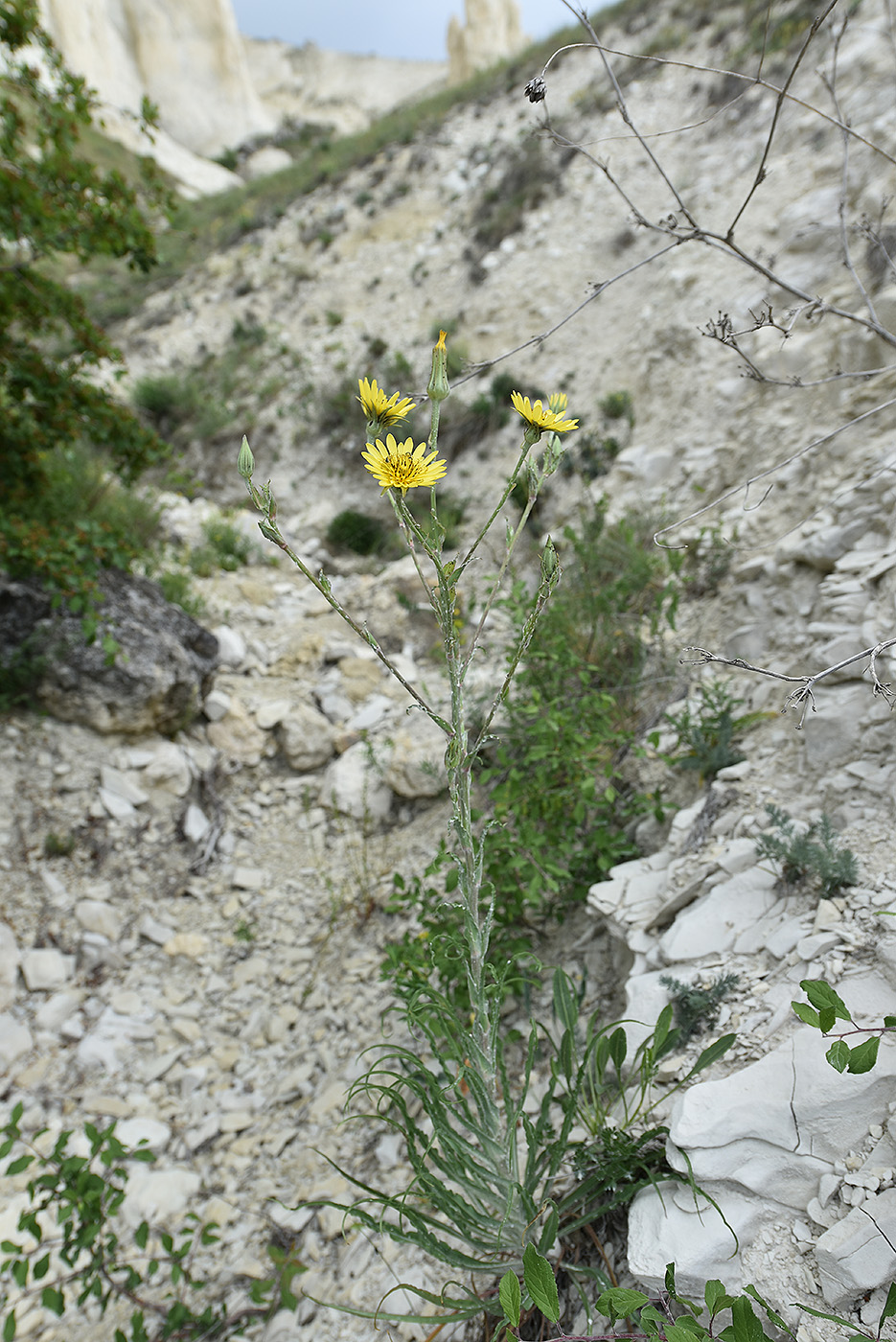 Image of Tragopogon dasyrhynchus specimen.