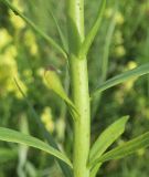 Linaria maeotica