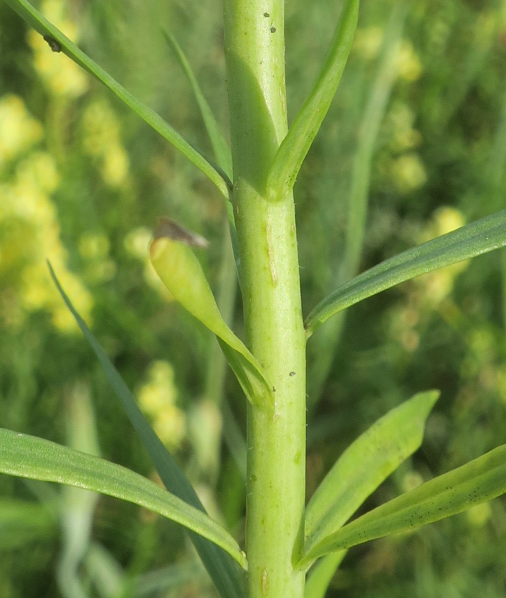 Изображение особи Linaria maeotica.