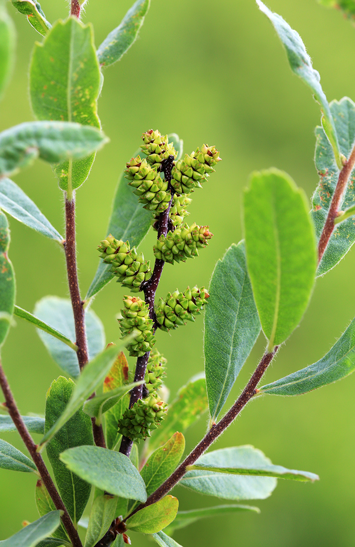 Изображение особи Myrica tomentosa.