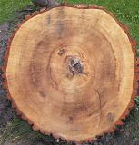 Quercus robur
