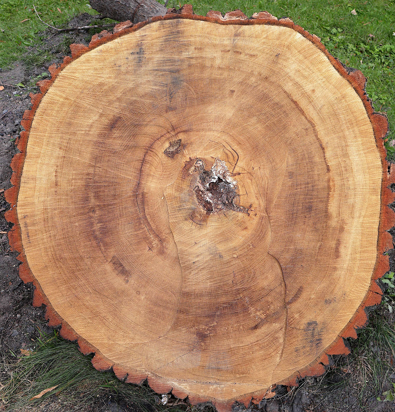 Image of Quercus robur specimen.