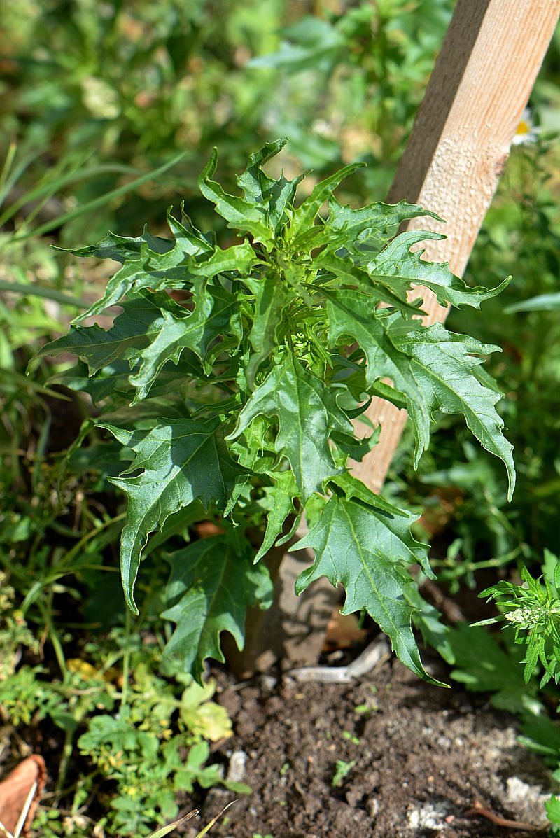 Image of Oxybasis rubra specimen.