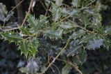 Ilex aquifolium