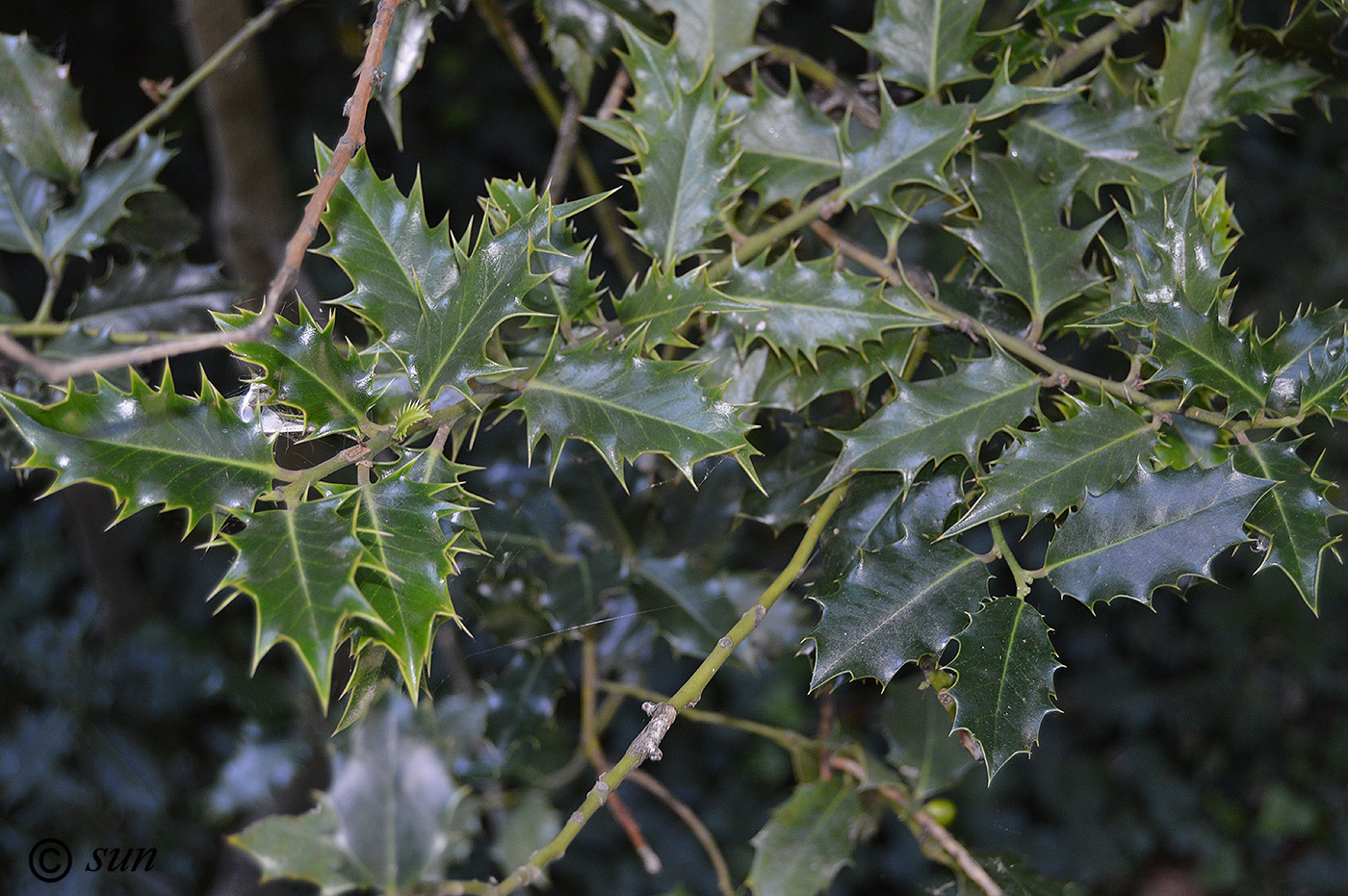 Изображение особи Ilex aquifolium.