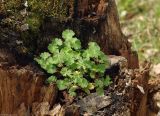 род Geranium