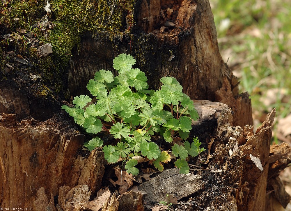 Image of genus Geranium specimen.