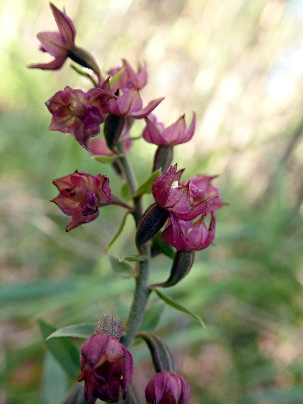 Image of Epipactis atrorubens specimen.