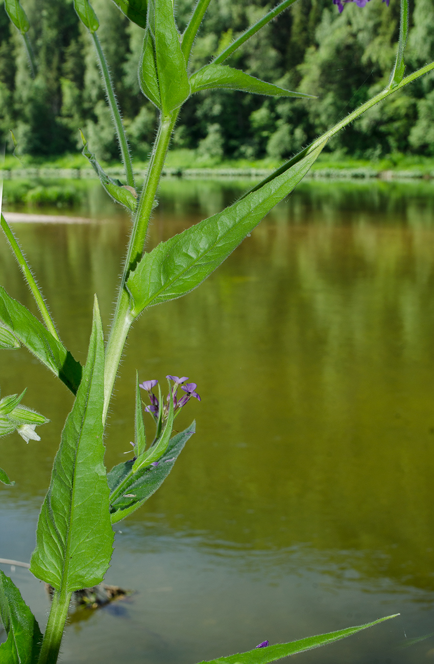 Image of Hesperis sibirica specimen.