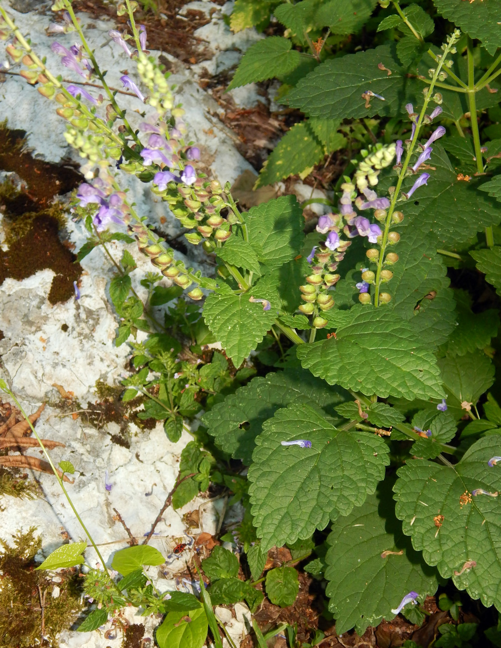 Image of Scutellaria altissima specimen.