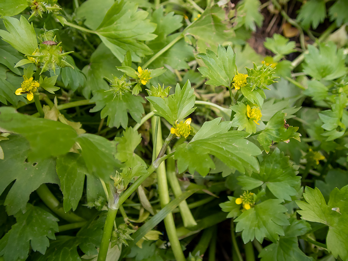 Image of Ranunculus muricatus specimen.