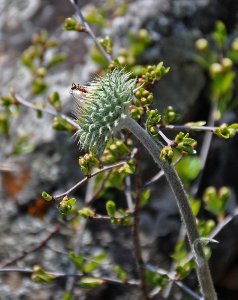 Image of Jurinea ledebourii specimen.