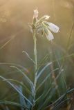 Onosma tanaitica